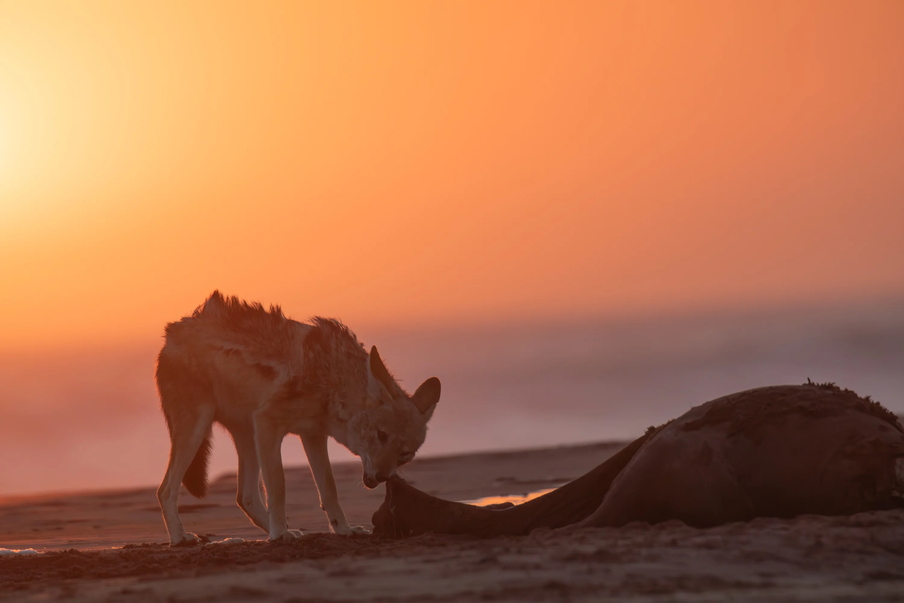 Namibie