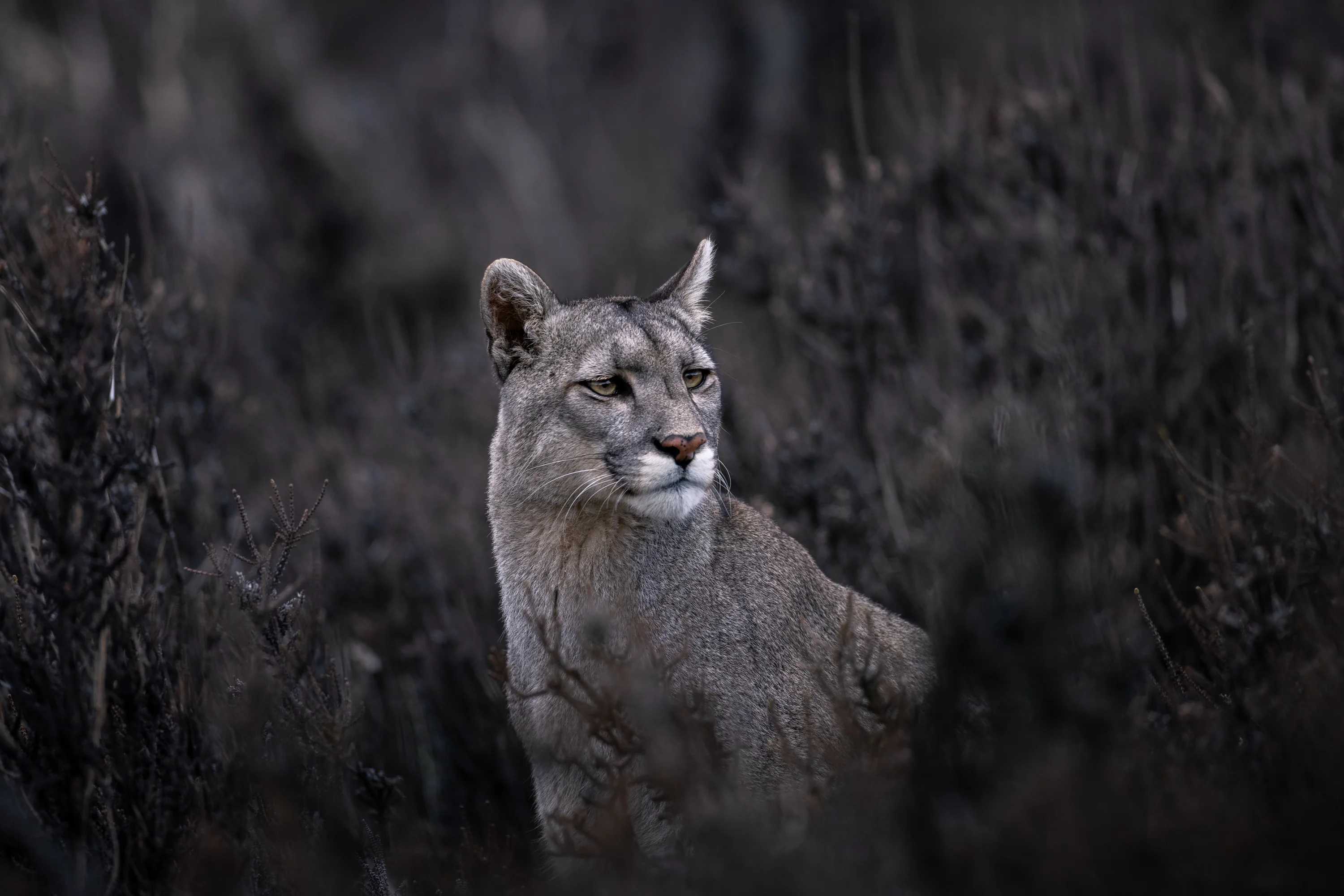 Patagonie sauvage